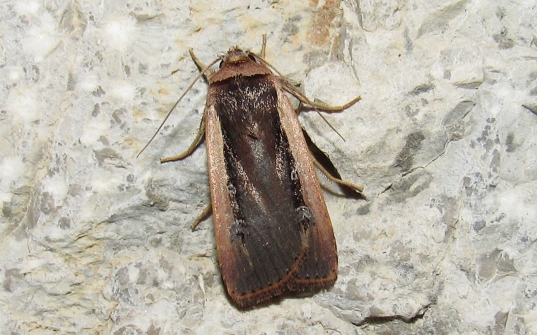 Papillons - Le cordon blanc - Ochropleura plecta