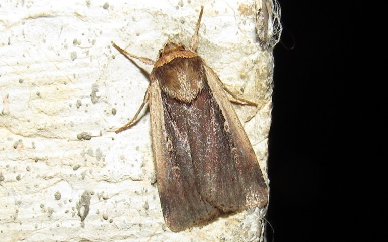 Papillons - Le cordon blanc - Ochropleura plecta