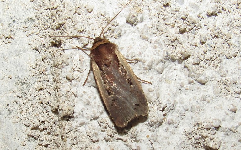 Papillons - Le cordon blanc - Ochropleura plecta
