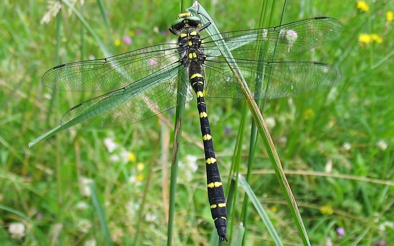 Libellules - Cordulégastre bidenté - Cordulegaster bidentata