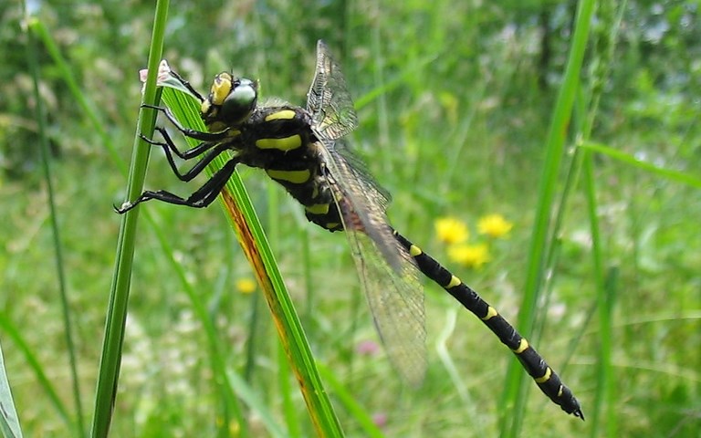 Libellules - Cordulegastre bidenté - Cordulegaster bidentata