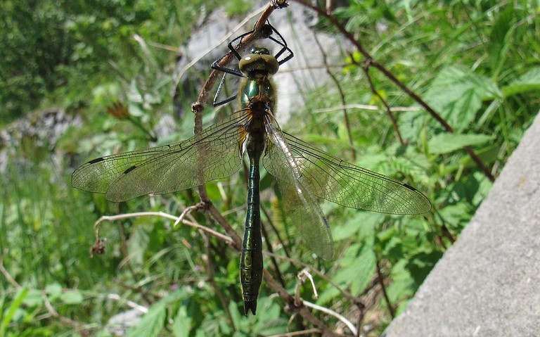 Libellules - Cordulie bronzée - Cordulia aenea