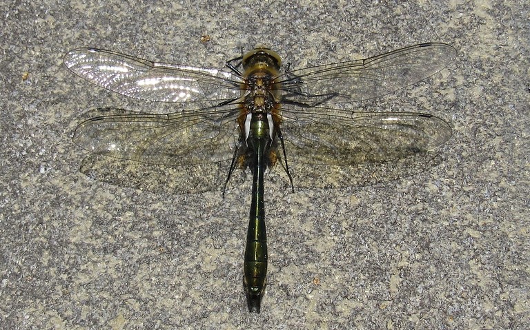 Libellules - Cordulie bronzée - Cordulia aenea