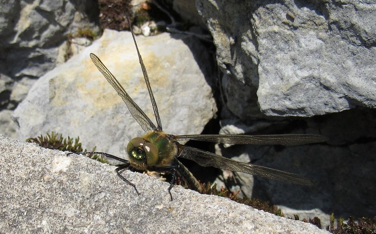 Libellules - Cordulie bronzée - Cordulia aenea