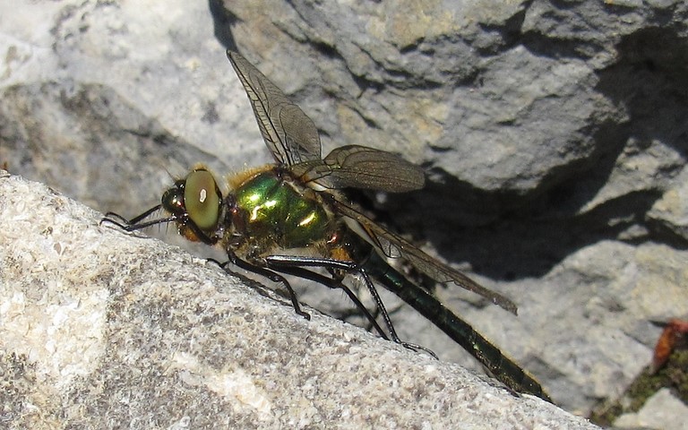 Libellules - Cordulie bronzée - Cordulia aenea