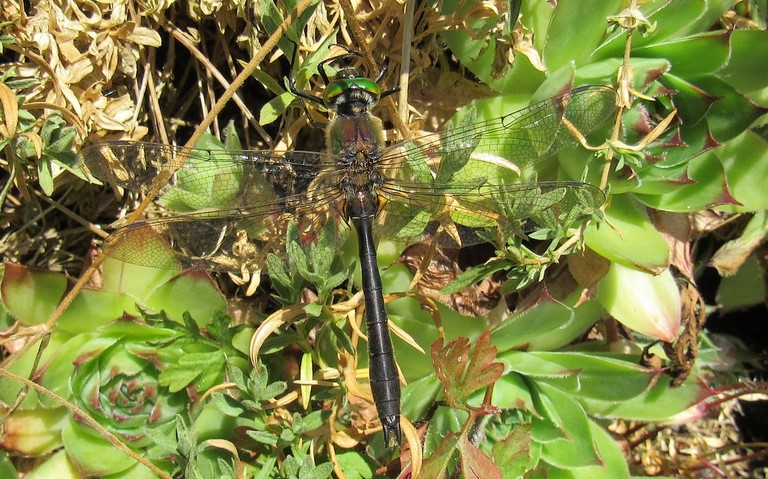 Libellules - Cordulie bronzée - Cordulia aenea