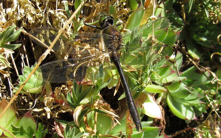 Libellules - Cordulie bronzée - Cordulia aenea