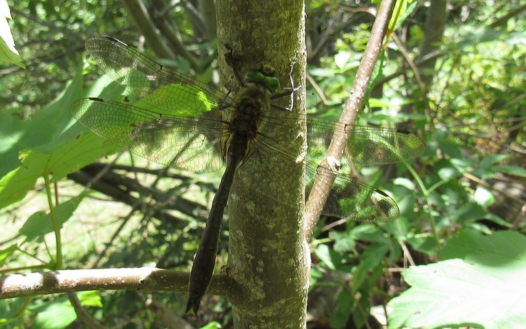 Libellules - Cordulie bronzée - Cordulia aenea