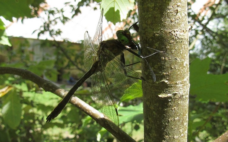 Libellules - Cordulie bronzée - Cordulia aenea