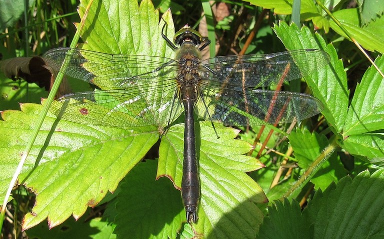 Libellules - Cordulie bronzée - Cordulia aenea