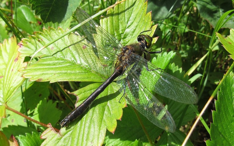 Libellules - Cordulie bronzée - Cordulia aenea