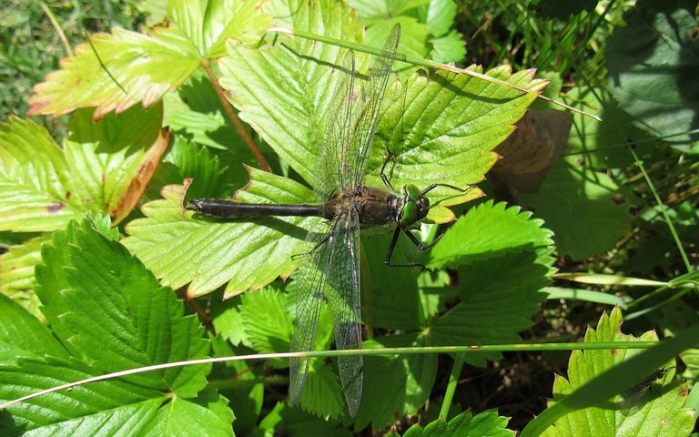 Libellules - Cordulie bronzée - Cordulia aenea