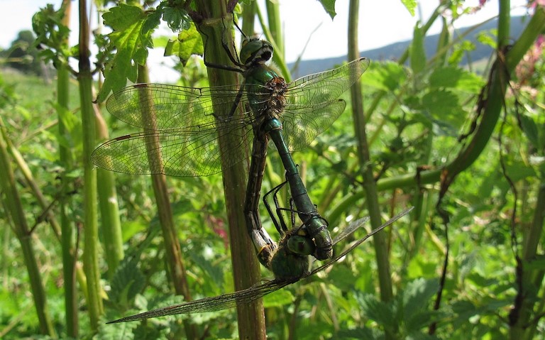 Libellules - Cordulie bronzée - Cordulia aenea