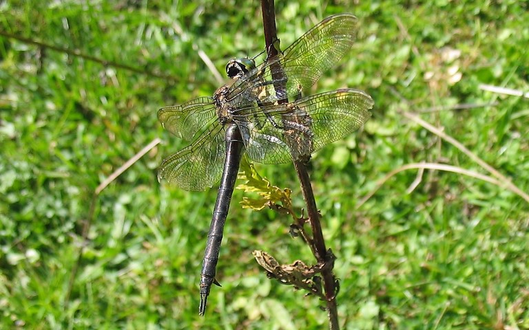 Libellules - Cordulie métallique - Somatochlora metallica