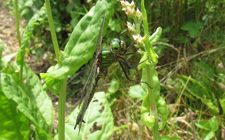 Libellules - Cordulie métallique - Somatochlora metallica