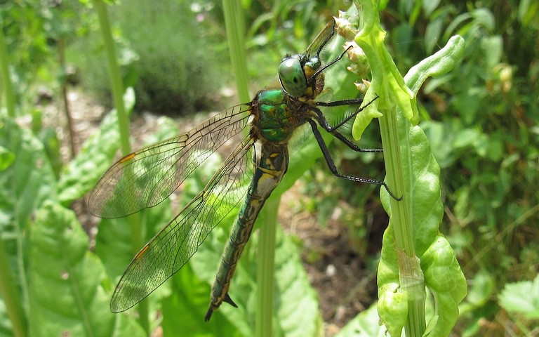 Libellules - Cordulie métallique - Somatochlora metallica