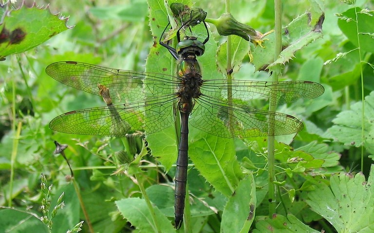 Libellules - Cordulie métallique - Somatochlora metallica