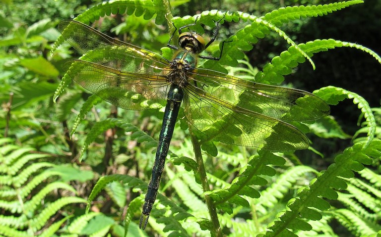 Libellules - Cordulie métallique - Somatochlora metallica