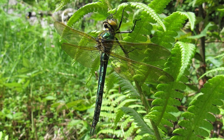 Libellules - Cordulie métallique - Somatochlora metallica