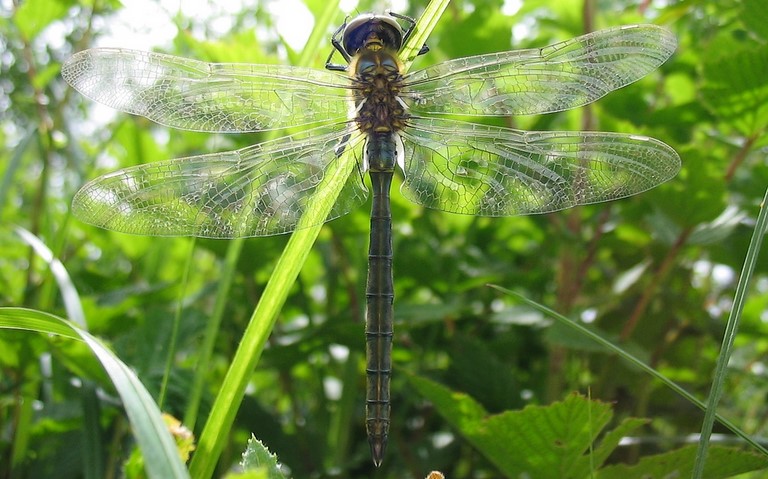 Libellules - Cordulie métallique - Somatochlora metallica