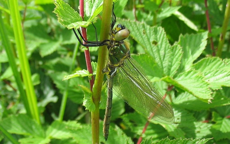 Libellules - Cordulie métallique - Somatochlora metallica