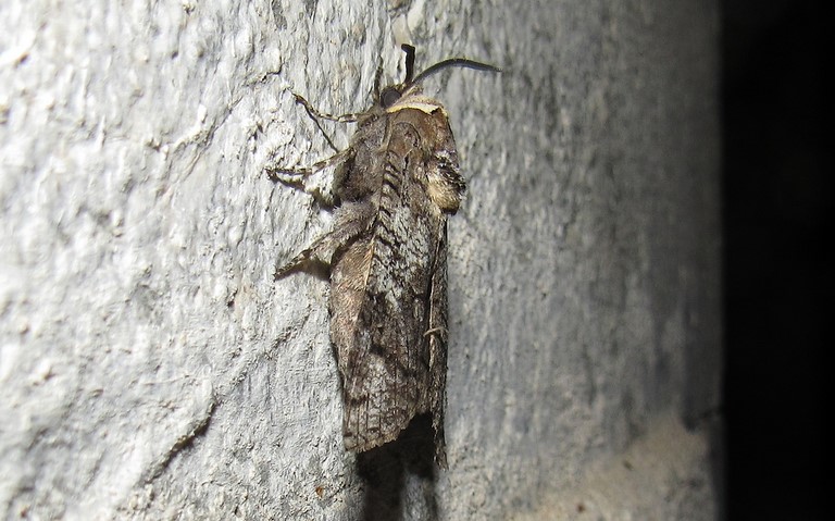 10 juillet 2024 Papillons - Le cossus gâte-bois - Cossus cossus - Mâle