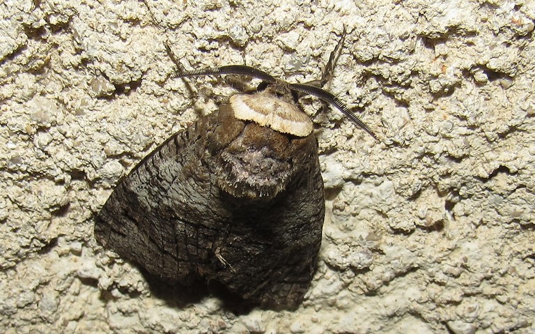 10 juillet 2024 Papillons - Le cossus gâte-bois - Cossus cossus - Mâle