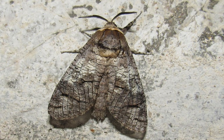 10 juillet 2024 Papillons - Le cossus gâte-bois - Cossus cossus - Mâle