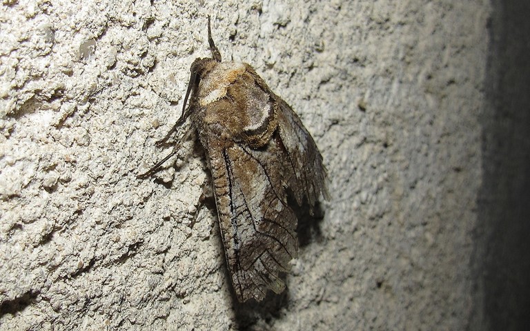 20 juillet 2023 Papillons - Le cossus gâte-bois - Cossus cossus - Mâle