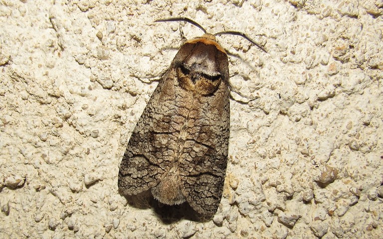 20 juin 2025 Papillons - Le cossus gâte-bois - Cossus cossus - Mâle