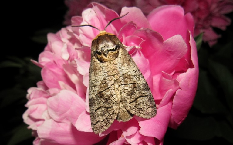 20 juin 2025 Papillons - Le cossus gâte-bois - Cossus cossus - Mâle