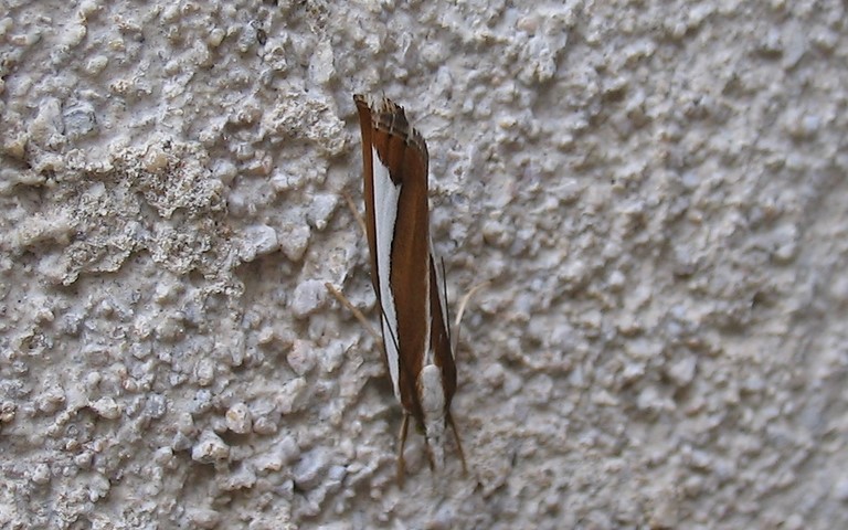 Papillons - Crambus à bande - Catoptria pyramidellus