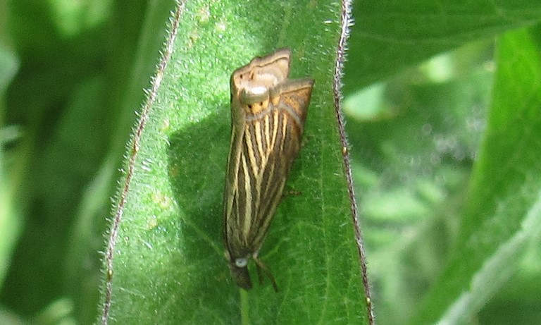 Papillons - Crambus des jardins - Chrysoteuchia culmella