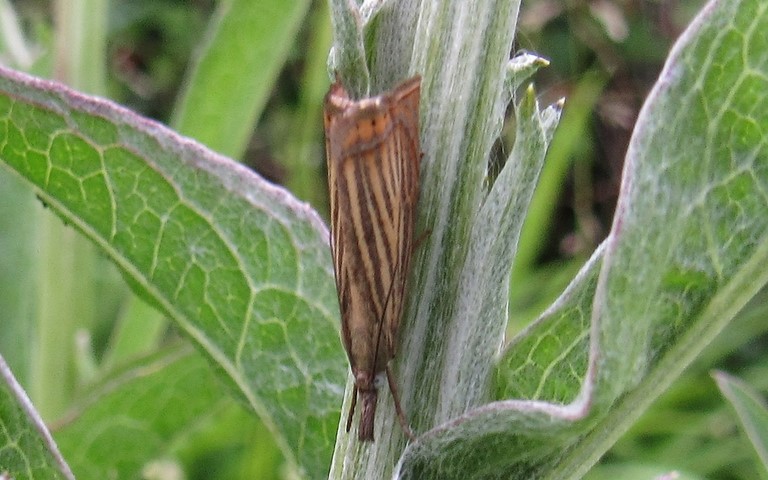 Papillons - Crambus des jardins - Chrysoteuchia culmella