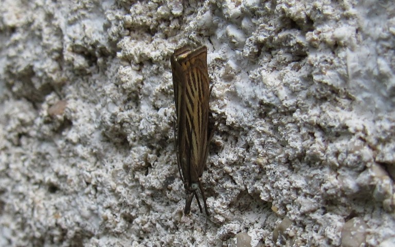 28 juin 2023 Papillons - Crambus des jardins - Chrysoteuchia culmella