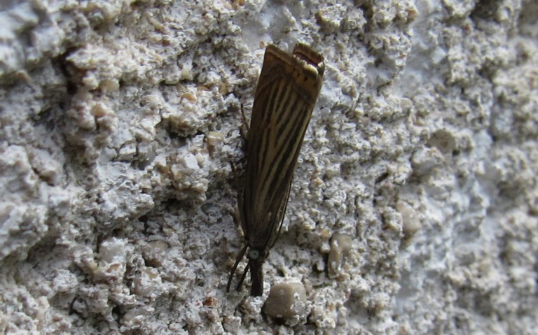 28 juin 2023 Papillons - Crambus des jardins - Chrysoteuchia culmella