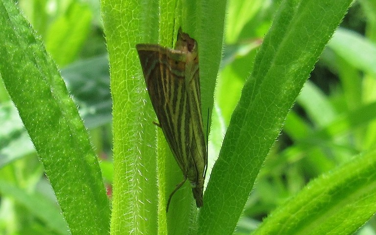 Papillons - Crambus des jardins - Chrysoteuchia culmella