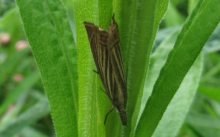 Papillons - Crambus des jardins - Chrysoteuchia culmella