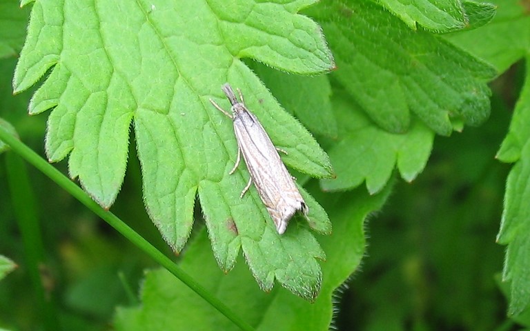 Papillons - Crambus des prés - Crambus lathoniellus