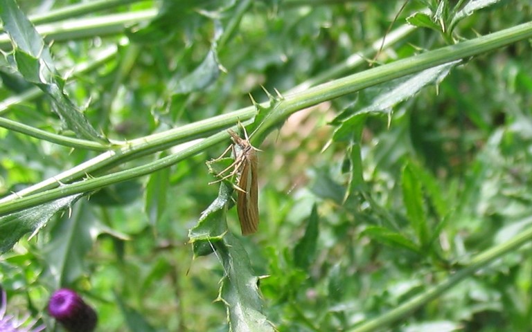Papillons - Crambus des rivages - Agriphila selasella