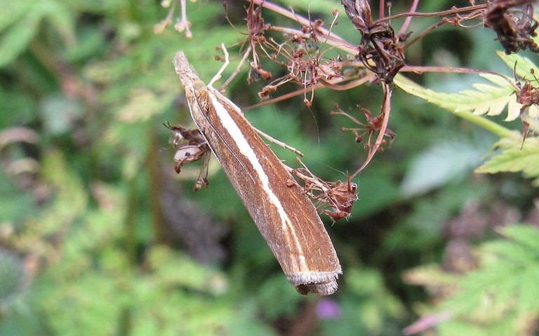 Papillons - Crambus des tiges - Agriphila tristella