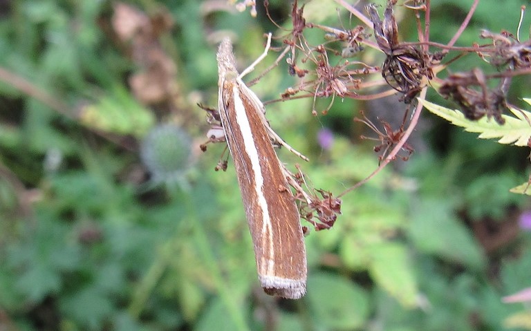 Papillons - Crambus des tiges - Agriphila tristella
