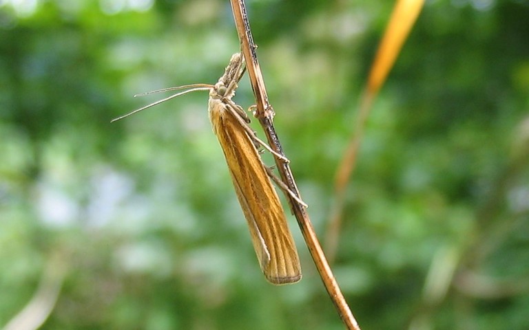 Papillons - Crambus des tiges - Agriphila tristella
