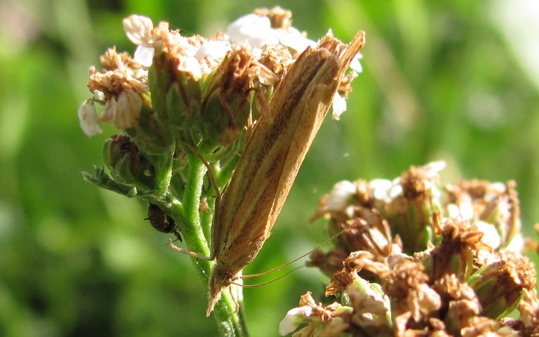 Papillons - Crambus des tiges - Agriphila tristella