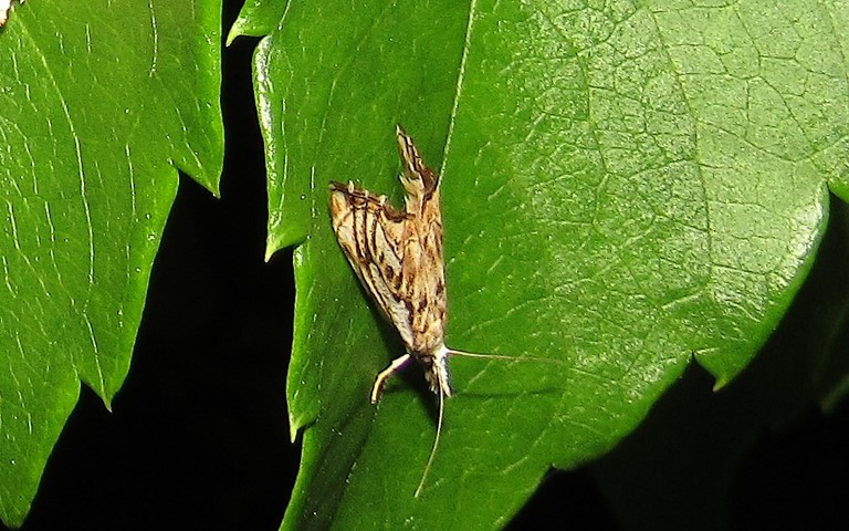 Papillons - Crambus douteux - Catoptria falsella