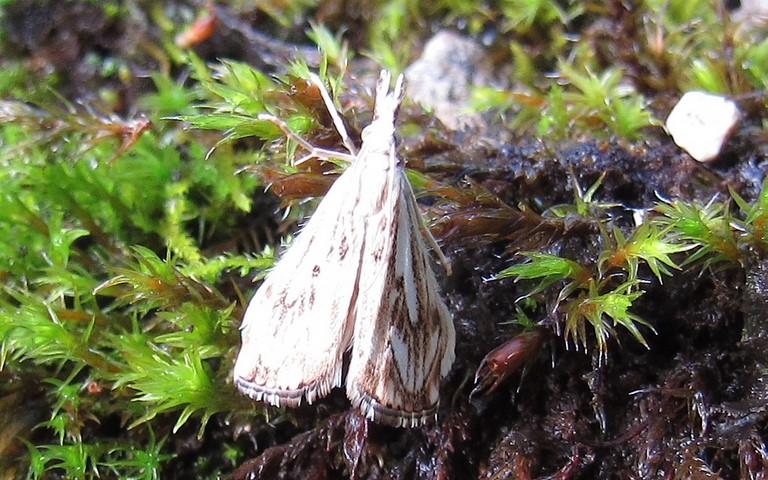 Papillons - Crambus douteux - Catoptria falsella