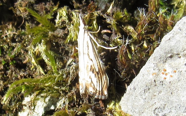 Papillons - Crambus douteux - Catoptria falsella