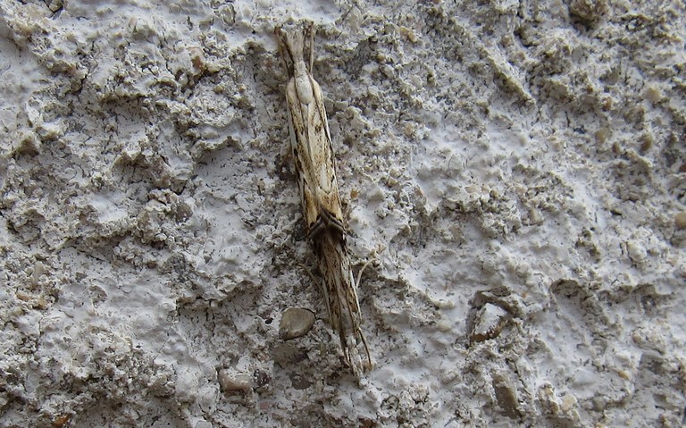 Papillons - Crambus douteux - Catoptria falsella - Couple