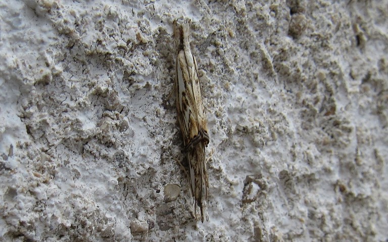 Papillons - Crambus douteux - Catoptria falsella - Couple