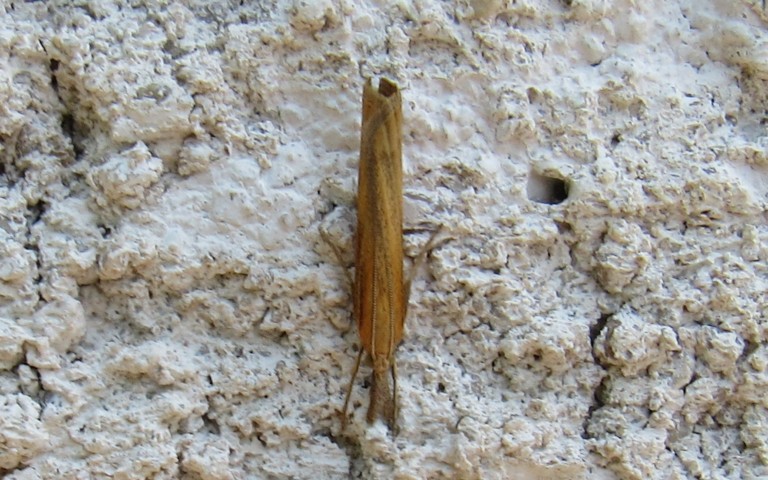 13 août 2026 Papillons - Le crambus jaunâtre - Pediasia luteella